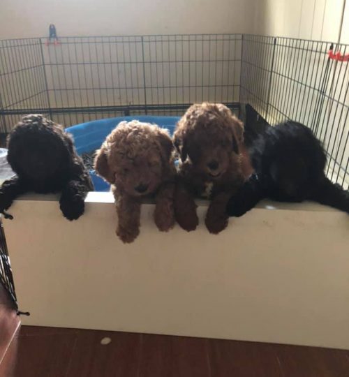 Puppies2
