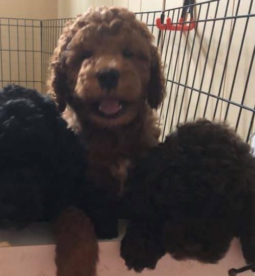 puppies