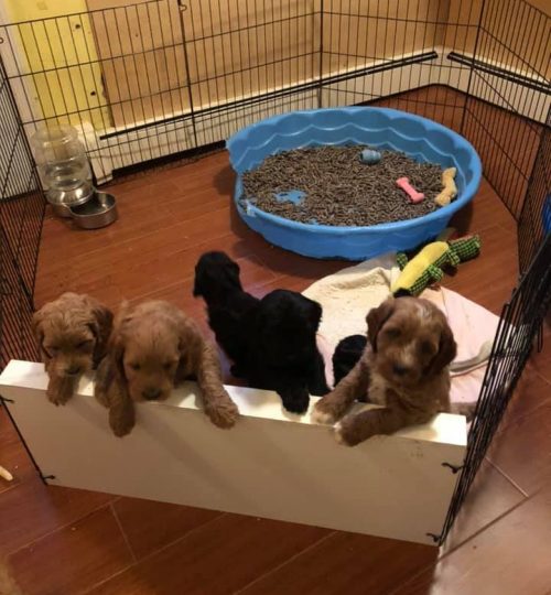 puppies3