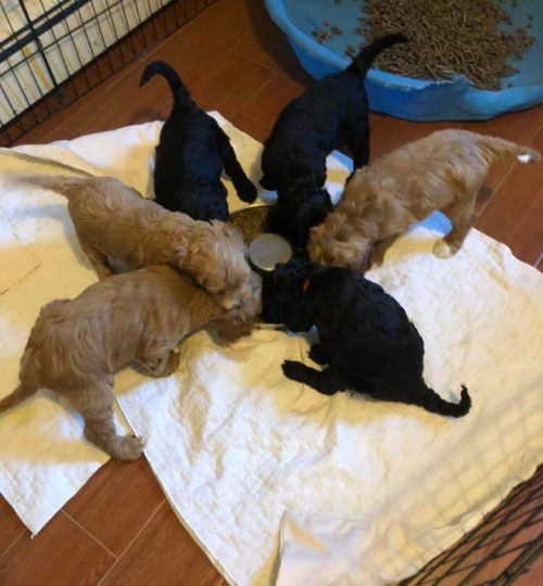 puppies4