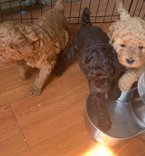 puppies5