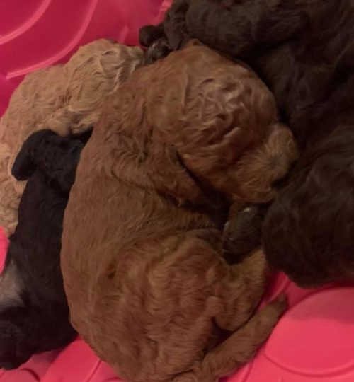 puppies6