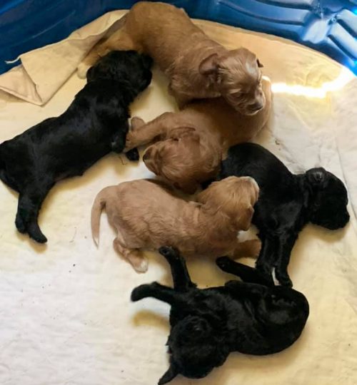 puppies7
